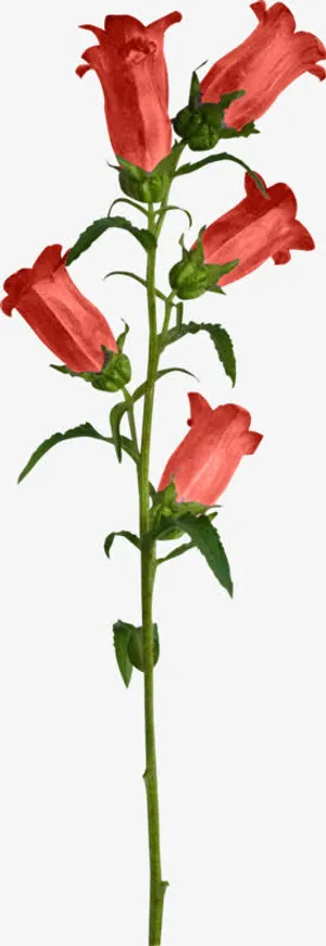 长红花免抠PNG图片素材免抠