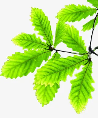 清新绿色春天树叶装饰免抠