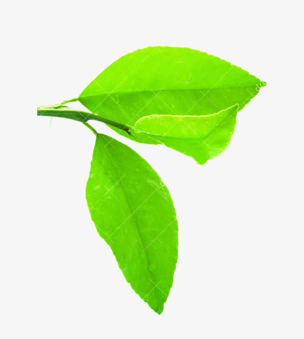 柠檬叶嫩芽图片素材免抠