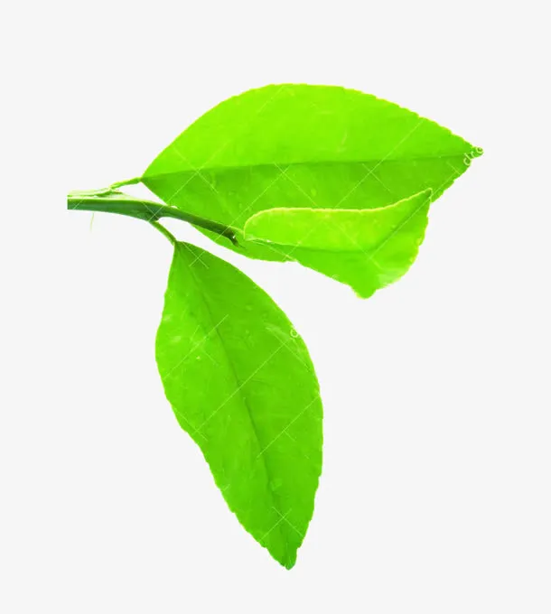 柠檬叶嫩芽图片素材免抠
