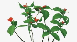 草珊瑚草珊瑚免抠