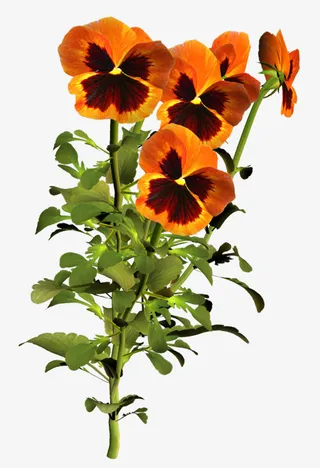 花卉线描水彩花草免抠