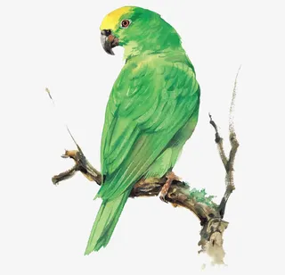 屹立枝头的啄木鸟免抠