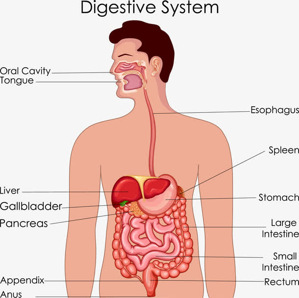 消化系统解剖图矢量素材免抠