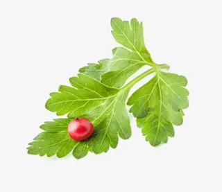 一片香菜叶免抠