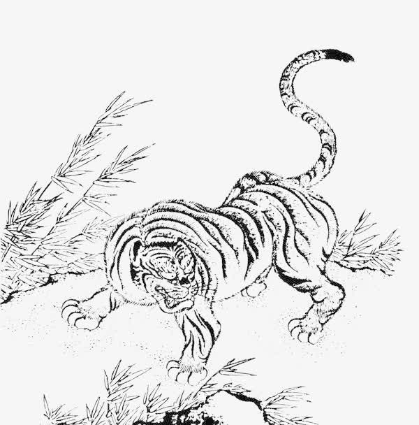 老虎白描免抠