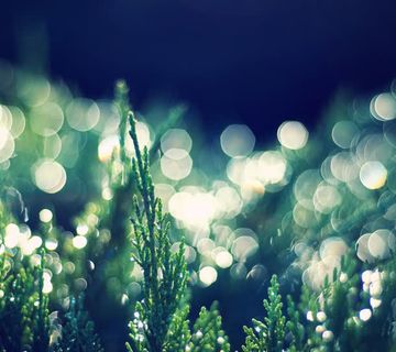 绿色植物梦幻光影高清壁纸免抠