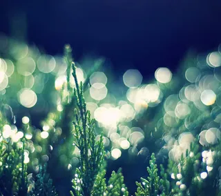 绿色植物梦幻光影高清壁纸免抠