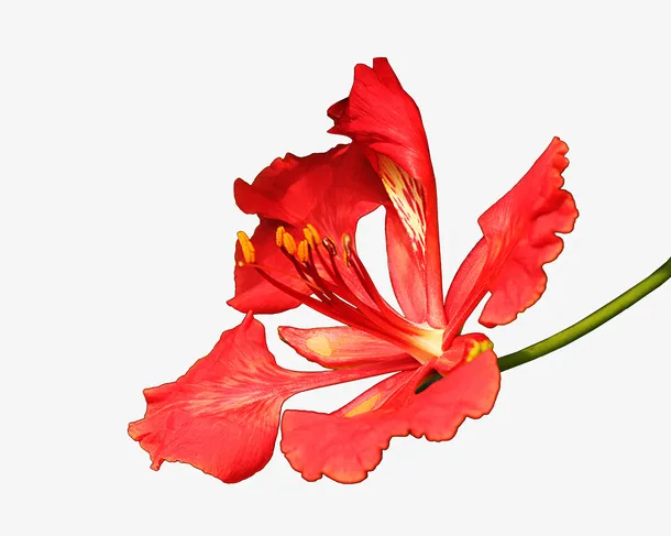 手绘红色凤凰花免抠