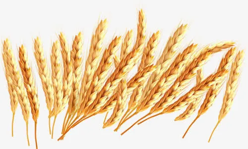 燕麦免抠
