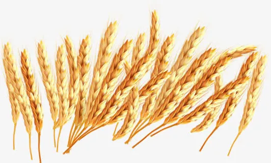 燕麦免抠 燕麦免抠