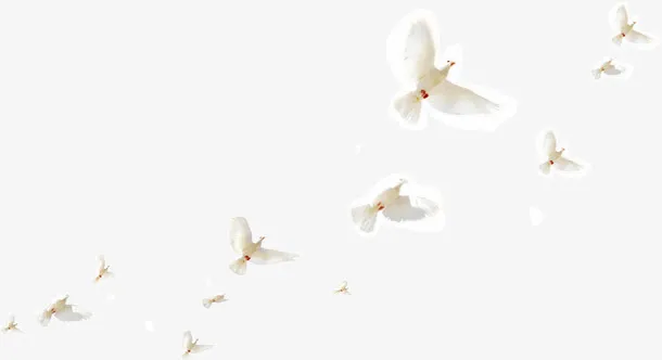 一群和平鸽免抠