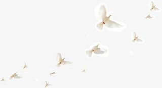 一群和平鸽免抠