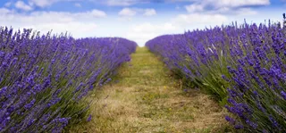 薰衣草海报背景图高清