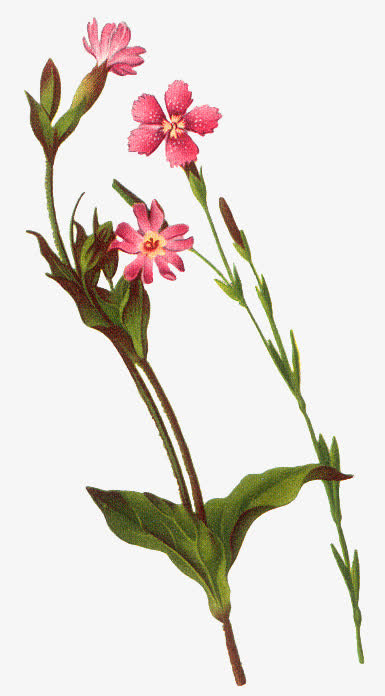 背景素材花束