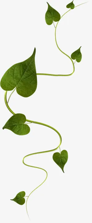 蔓藤叶子免抠