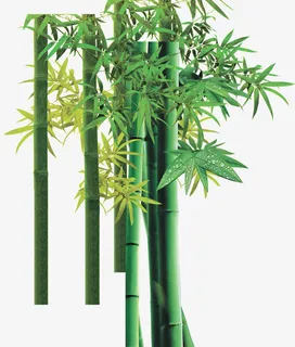 清新春天竹叶设计免抠