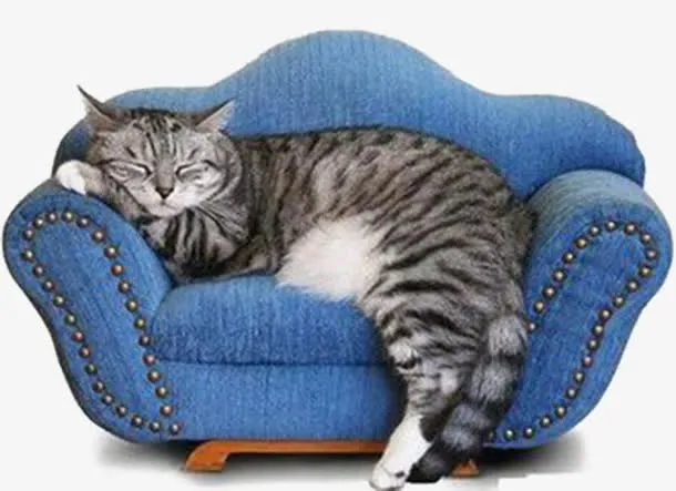 沙发的小猫免抠