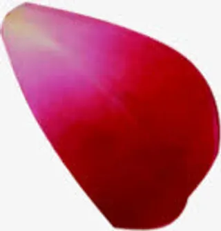 红色花瓣效果免抠