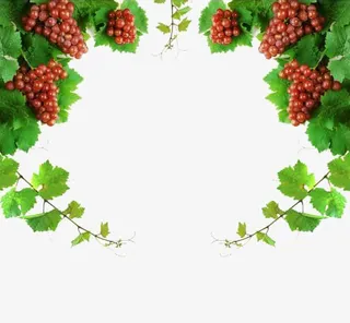 葡萄边框免抠