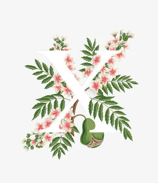 树叶鲜花字母x免抠