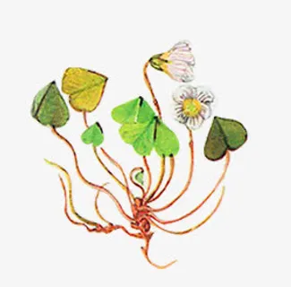 手绘白色小花爱心绿叶免抠