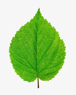 桦树叶子免抠动植物植物元素 桦树叶子免抠动植物植物元素