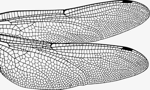 蜻蜓翅膀矢量图免抠