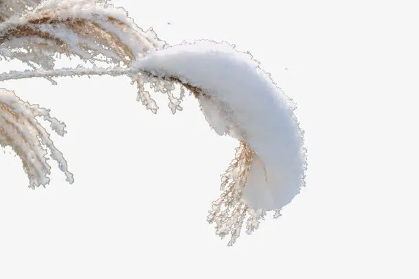 积雪树枝免抠