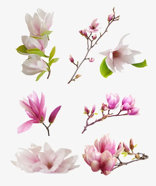 木兰花枝免抠素材免抠