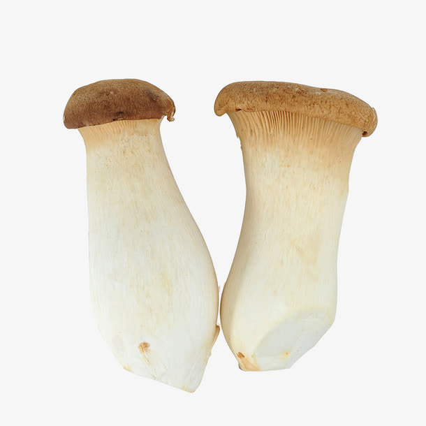 鸡腿菇高清素材免抠
