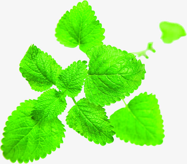 植物夏日绿色效果树叶免抠