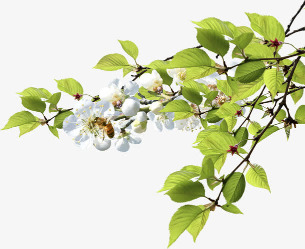 绿色清爽春天树叶白色花朵免抠