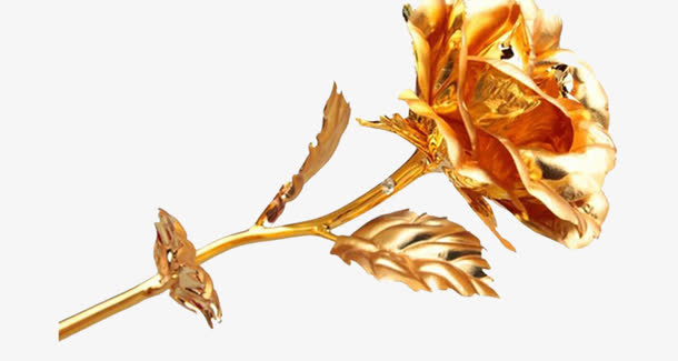 金色玫瑰免抠