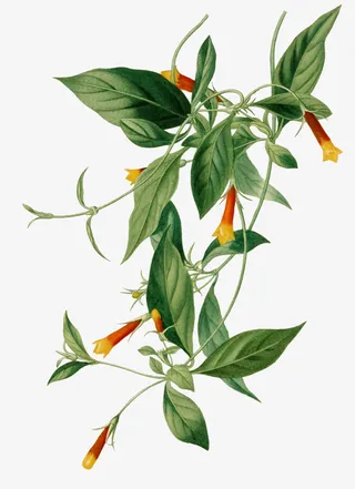 文艺清新花草海报设计装饰免抠