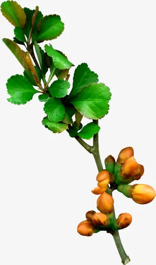 花朵免抠素材 png素材免抠