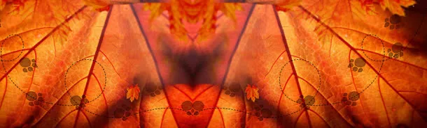 秋季枫叶唯美背景banner