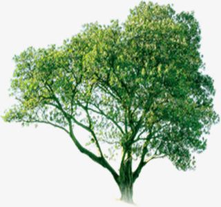 春天风景景观大树免抠