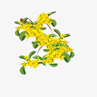 手绘中秋桂花插画元素免抠