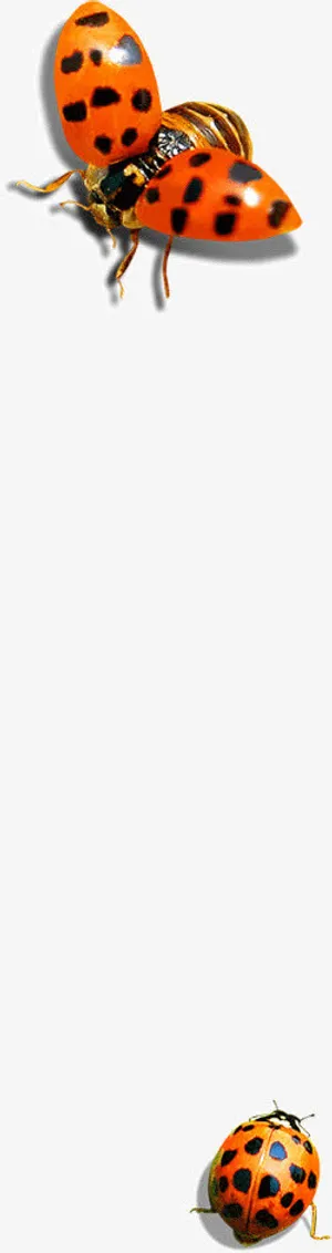 斑点七星瓢虫免抠