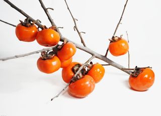 成熟的柿子免抠