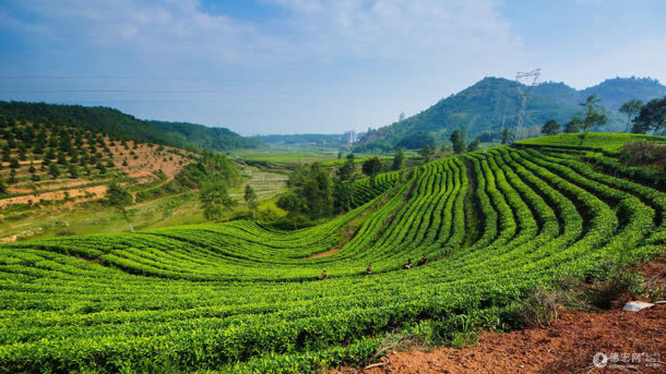 梯形茶山茶园植物免抠背景摄影风景元素