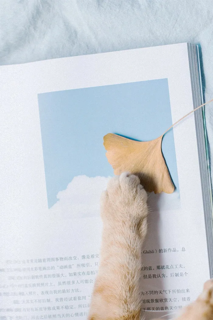 创意清新八月你好海报高清
