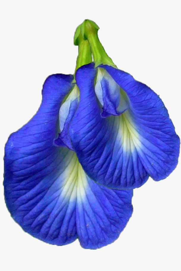 开花的芝麻免抠