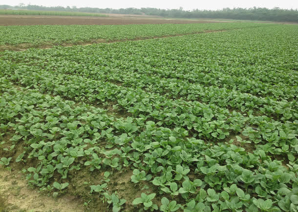 菜园菜心种植基地免抠