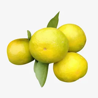 皇帝柑带叶子实物免抠免抠