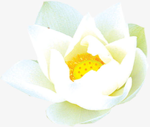 白色清新纯洁花朵免抠