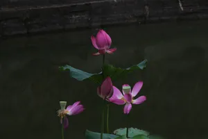 夏天的荷花十四高清