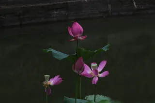 夏天的荷花十四高清