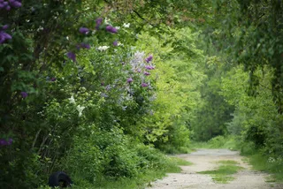 公园里的小路免抠